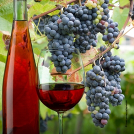 Le Mans Slvie 01 Soirée œnologie