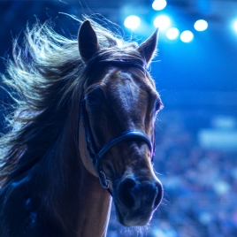 Slvie 03 Le Festin des Royaumes Equestres