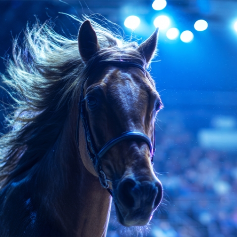 Slvie 03 Le Festin des Royaumes Equestres